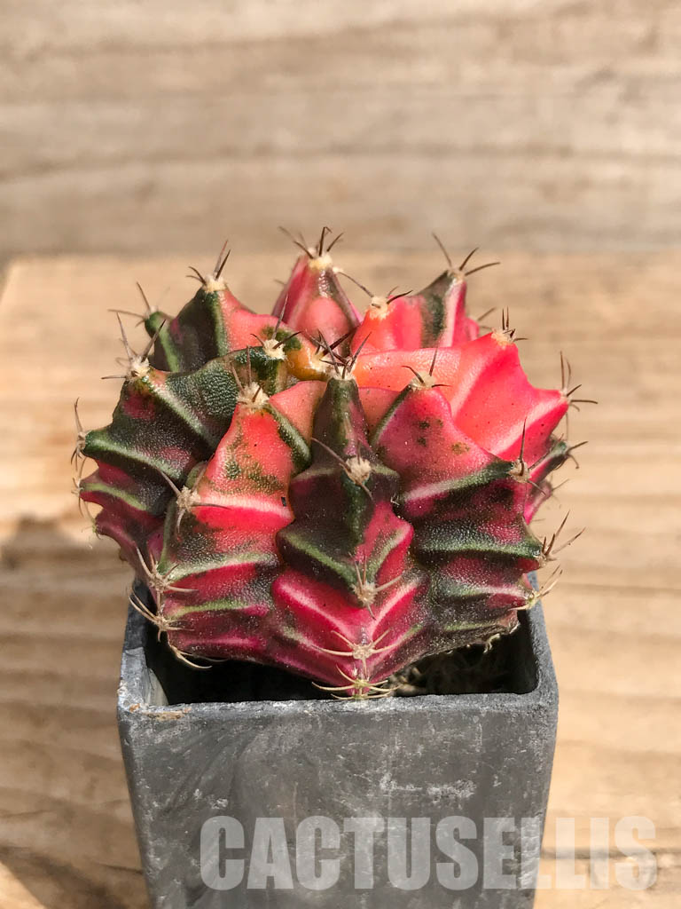 SHPR6718 Gymnocalycium mihanovichii f. variegated – Image 2