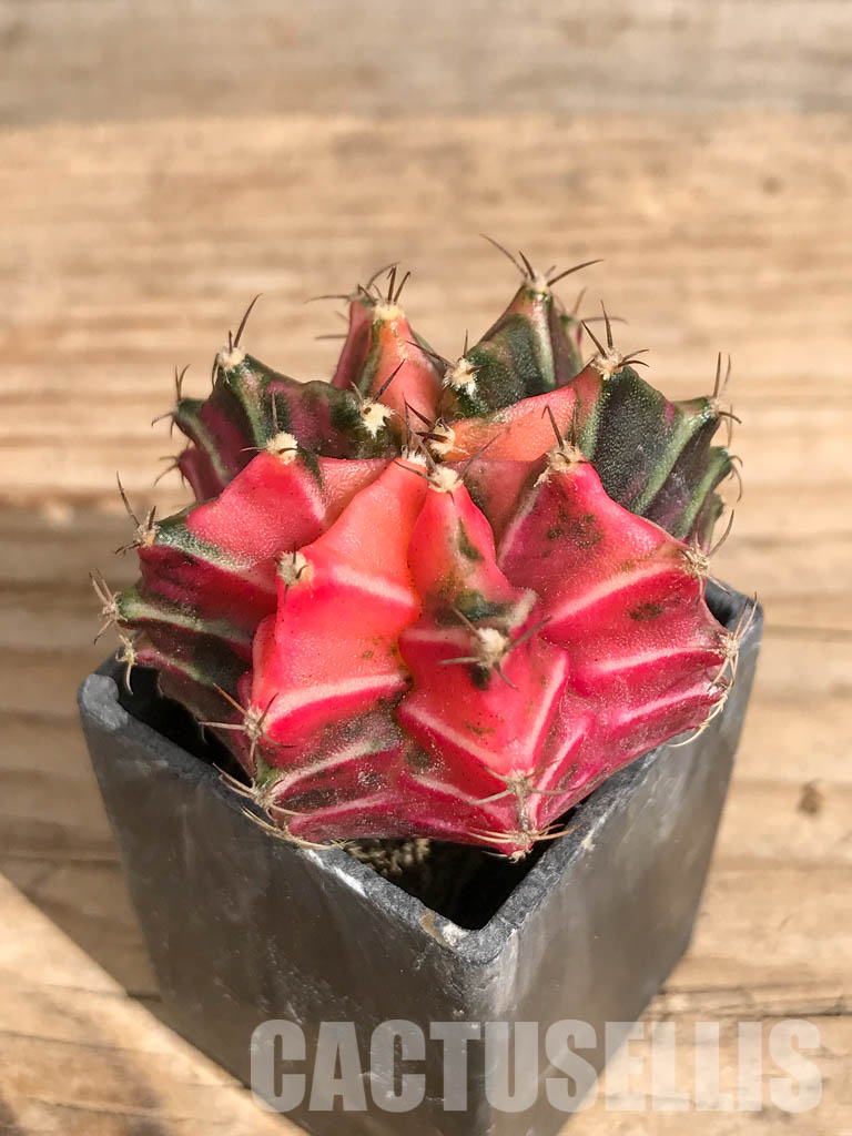 SHPR6718 Gymnocalycium mihanovichii f. variegated – Image 3