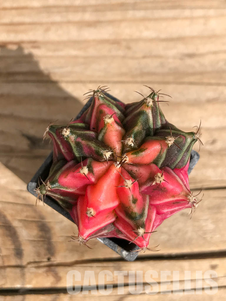 SHPR6718 Gymnocalycium mihanovichii f. variegated
