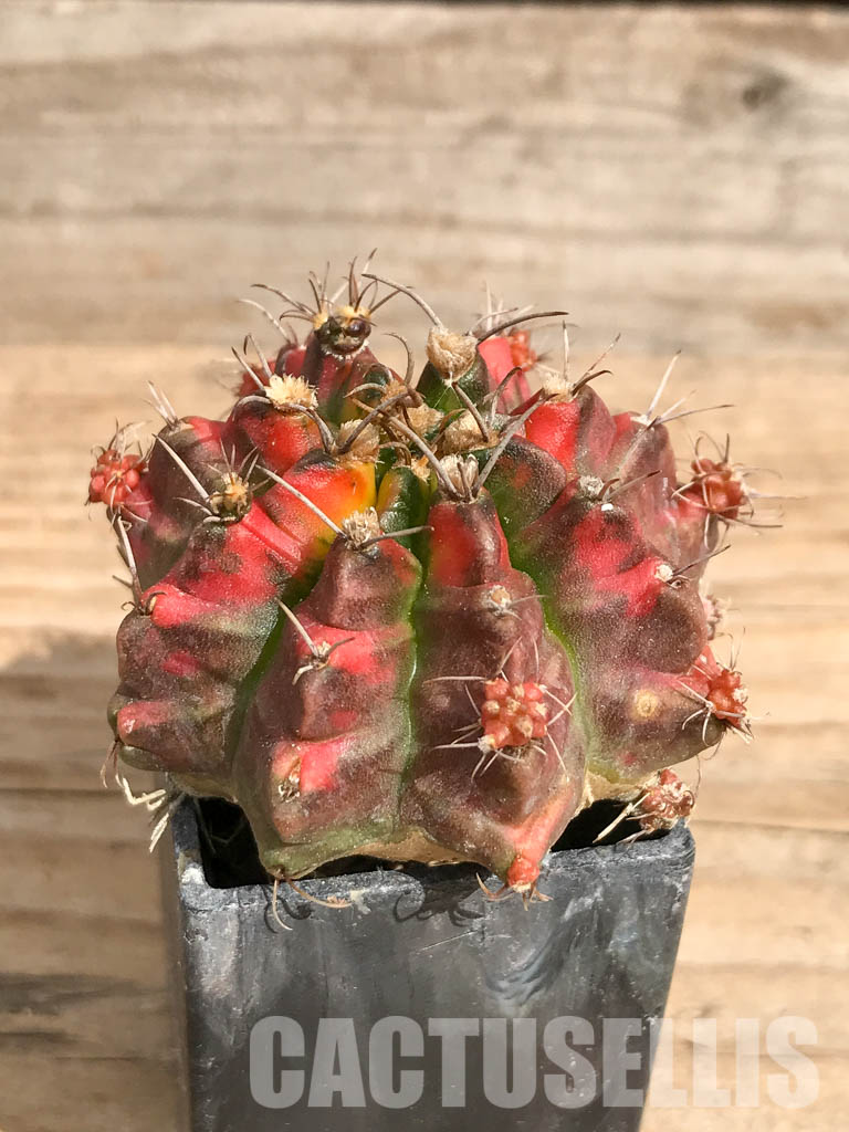 SHPR6719 Gymnocalycium mihanovichii f. variegated - Image 2