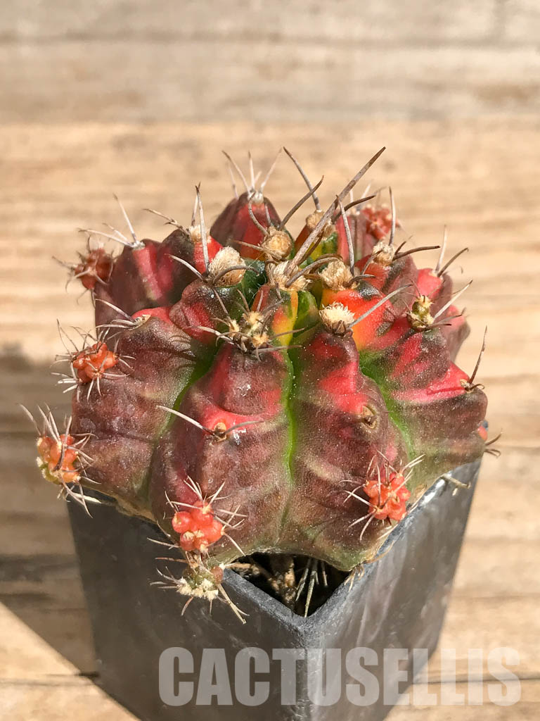 SHPR6719 Gymnocalycium mihanovichii f. variegated - Image 3