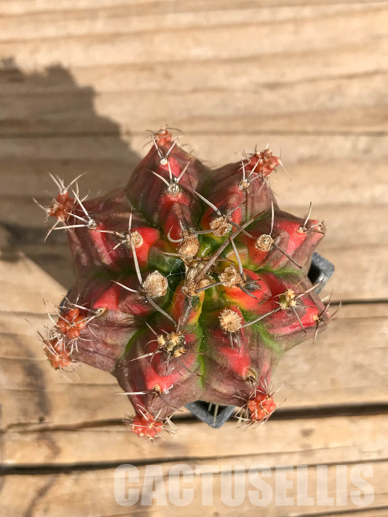 SHPR6719 Gymnocalycium mihanovichii f. variegated
