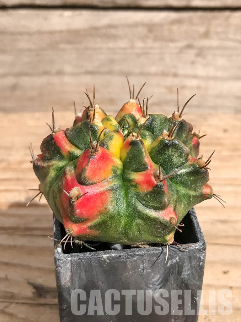 SHPR6721 Gymnocalycium mihanovichii f. variegated - Image 2