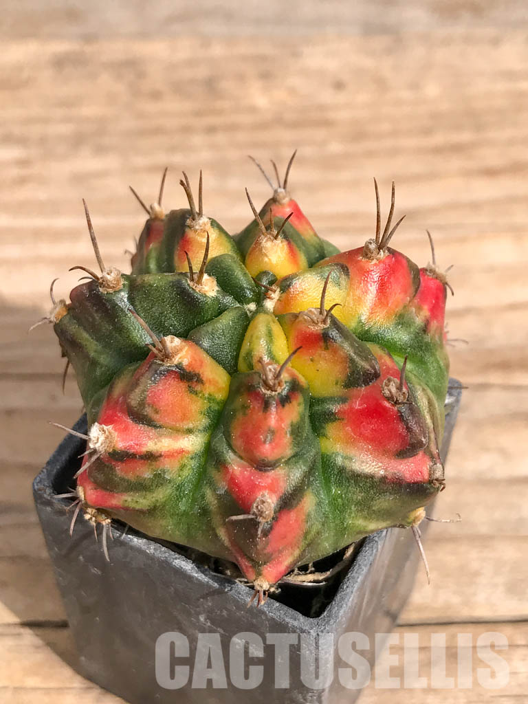 SHPR6721 Gymnocalycium mihanovichii f. variegated - Image 3