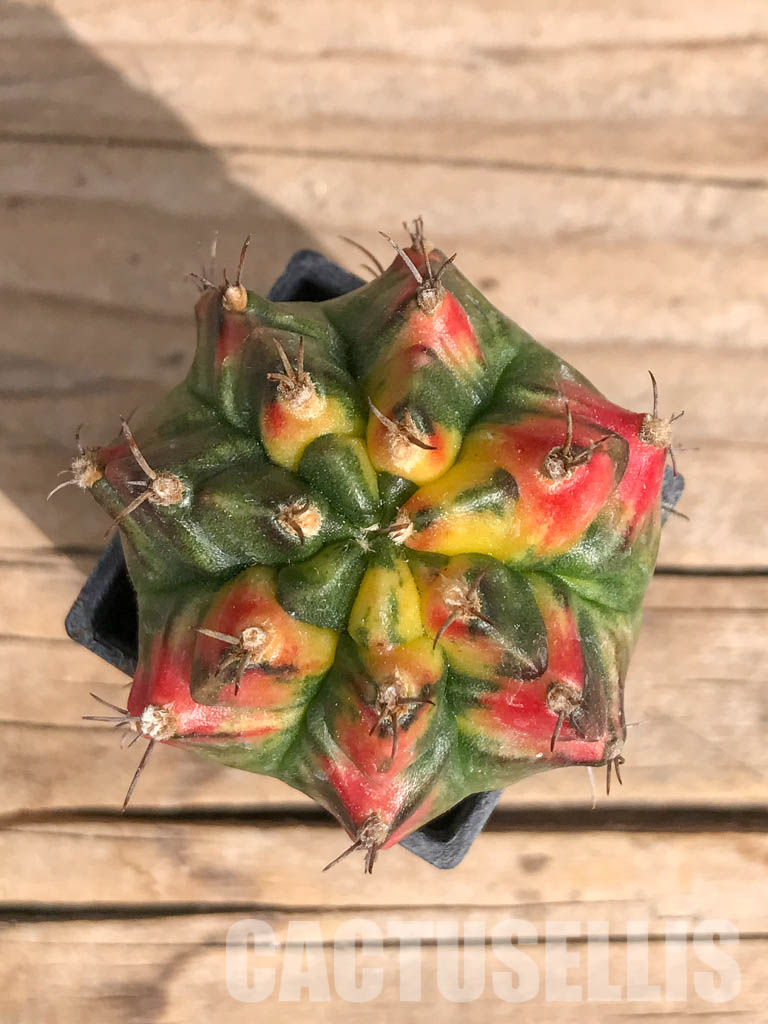 SHPR6721 Gymnocalycium mihanovichii f. variegated