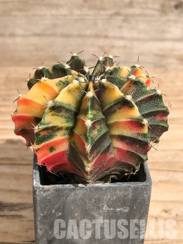 SHPR6726 Gymnocalycium mihanovichii hybrid f. variegated