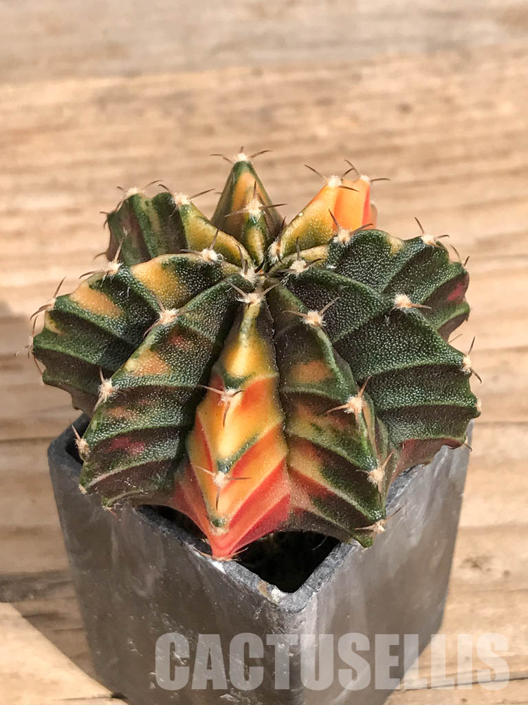 SHPR6726 Gymnocalycium mihanovichii hybrid f. variegated - 画像 (3)