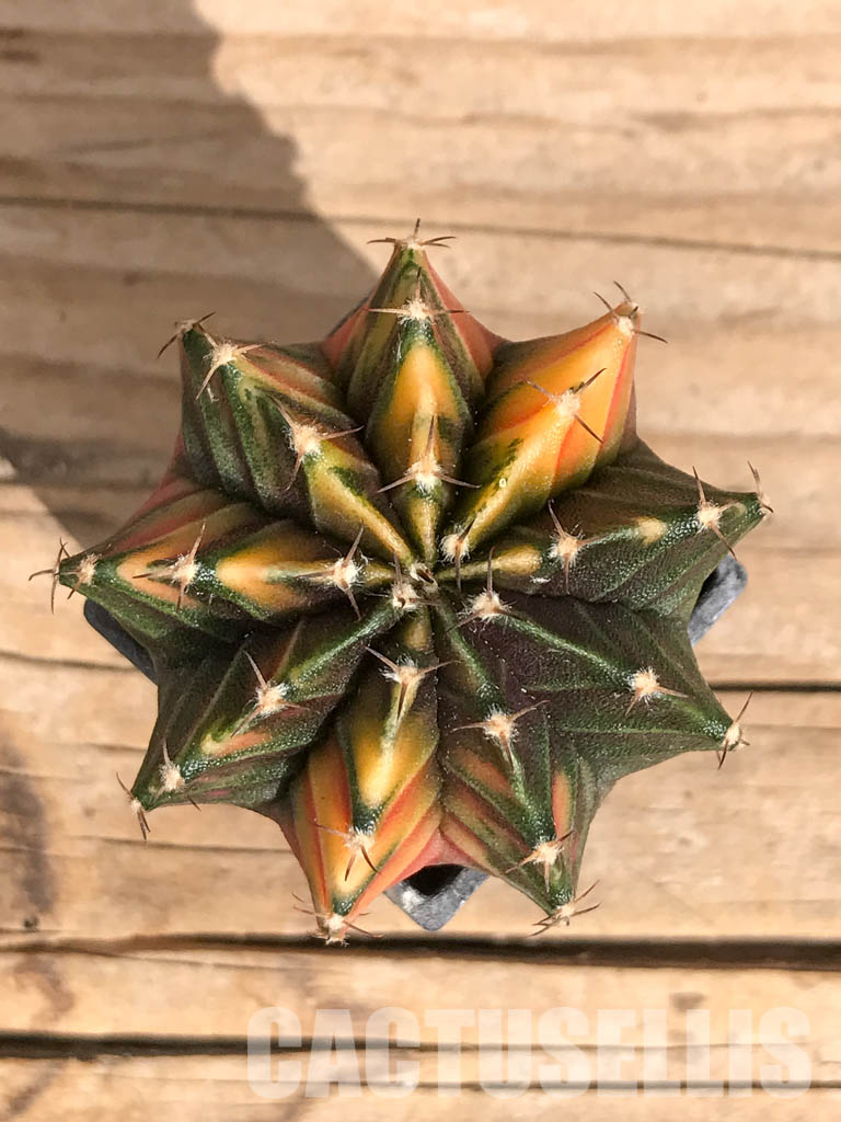 SHPR6726 Gymnocalycium mihanovichii hybrid f. variegated - 画像 (4)