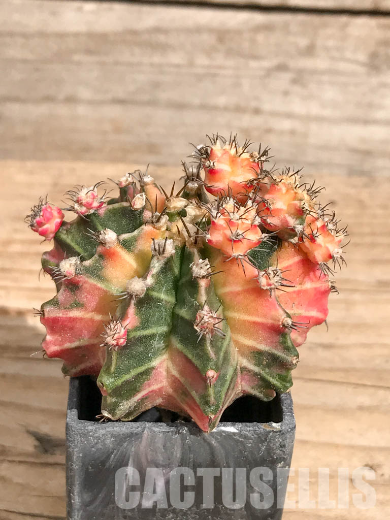 SHPR6727 Gymnocalycium mihanovichii hybrid f. variegated - Image 2