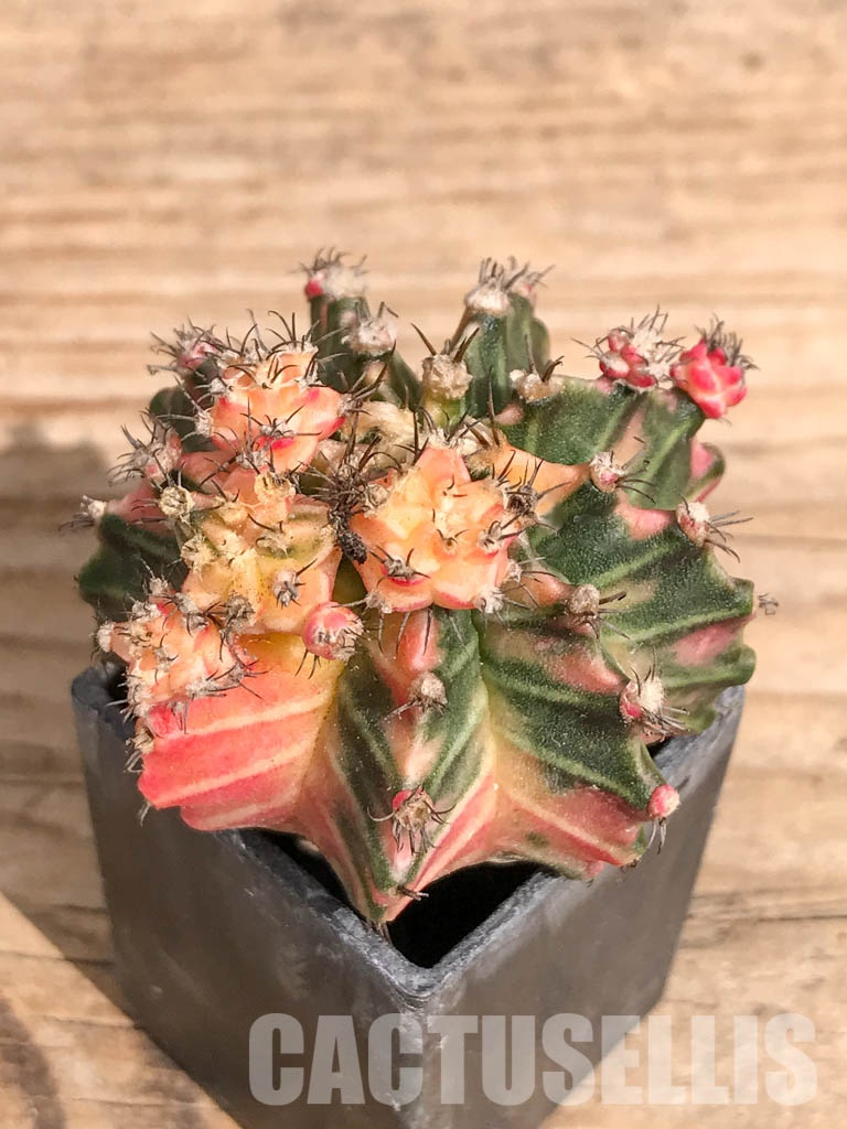 SHPR6727 Gymnocalycium mihanovichii hybrid f. variegated