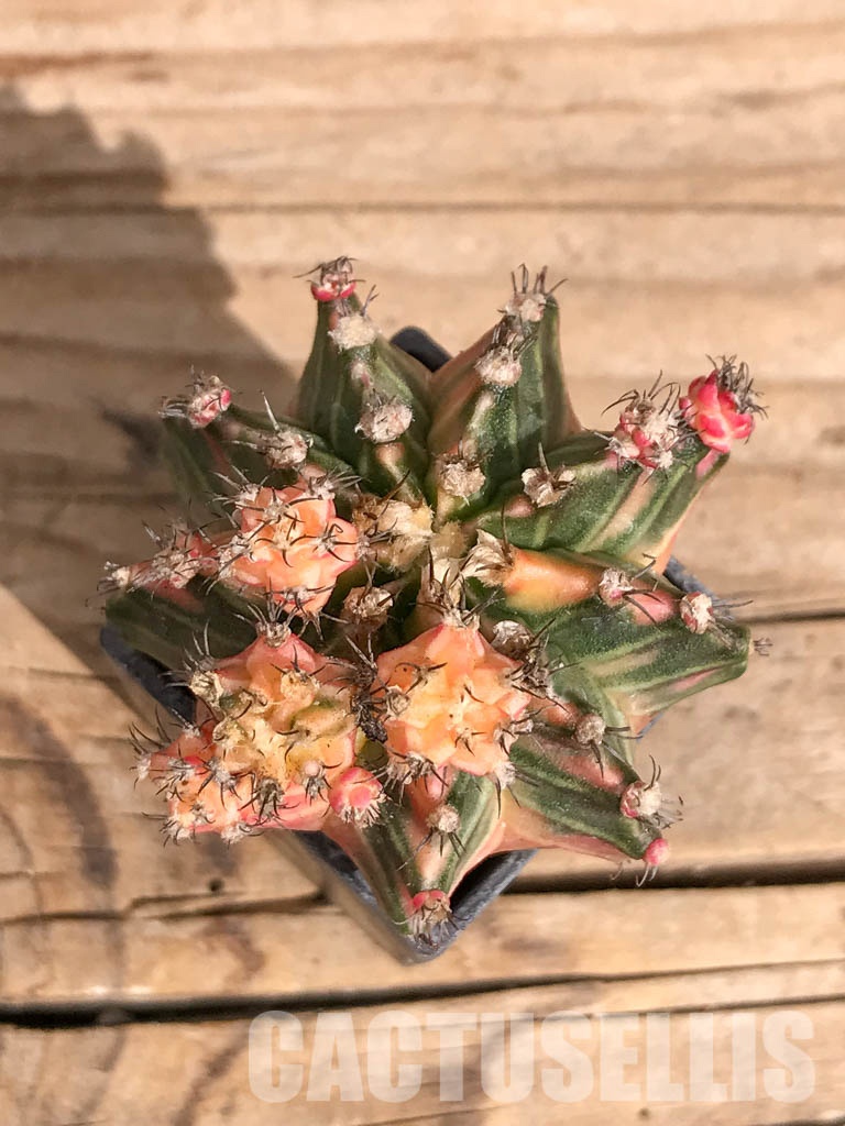 SHPR6727 Gymnocalycium mihanovichii hybrid f. variegated - Image 4