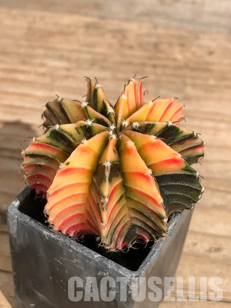 SHPR6732 Gymnocalycium friedrichii Agua Dulce LB 2178 variegated