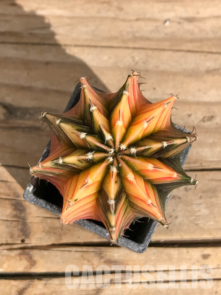SHPR6732 Gymnocalycium friedrichii Agua Dulce LB 2178 variegated - Image 4