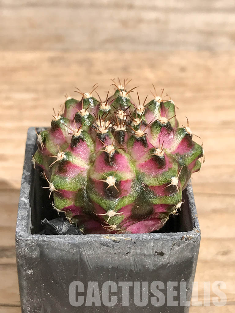SHPR6736 Gymnocalycium mihanovichii ‘T-rex’ variegated - Image 2