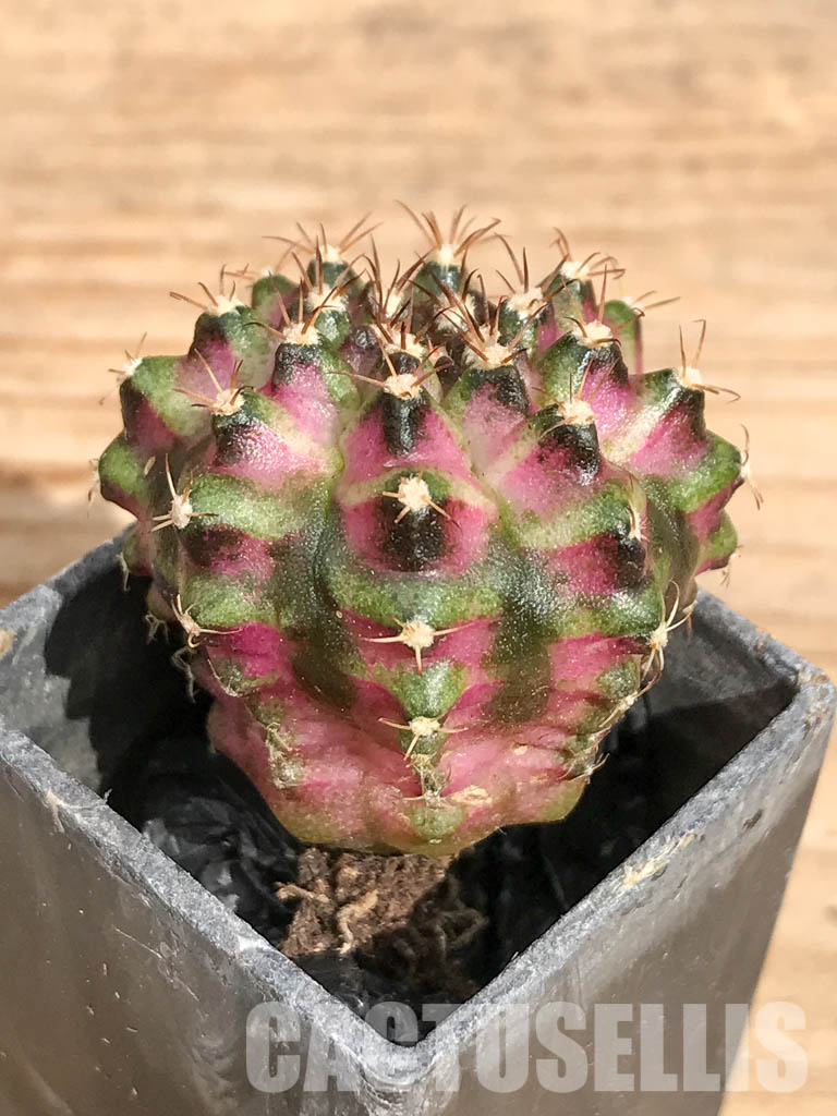 SHPR6736 Gymnocalycium mihanovichii ‘T-rex’ variegated - Image 3