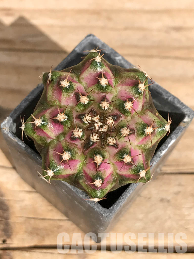 SHPR6736 Gymnocalycium mihanovichii ‘T-rex’ variegated