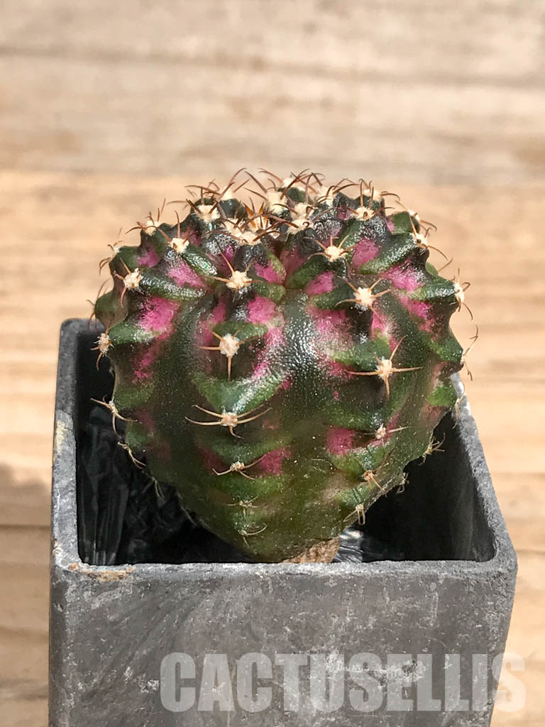 SHPR6737 Gymnocalycium mihanovichii ‘T-rex’ variegated - Image 2