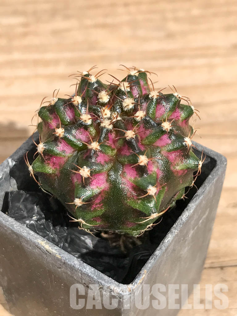 SHPR6737 Gymnocalycium mihanovichii ‘T-rex’ variegated - Image 3