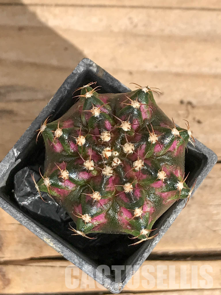 SHPR6737 Gymnocalycium mihanovichii ‘T-rex’ variegated