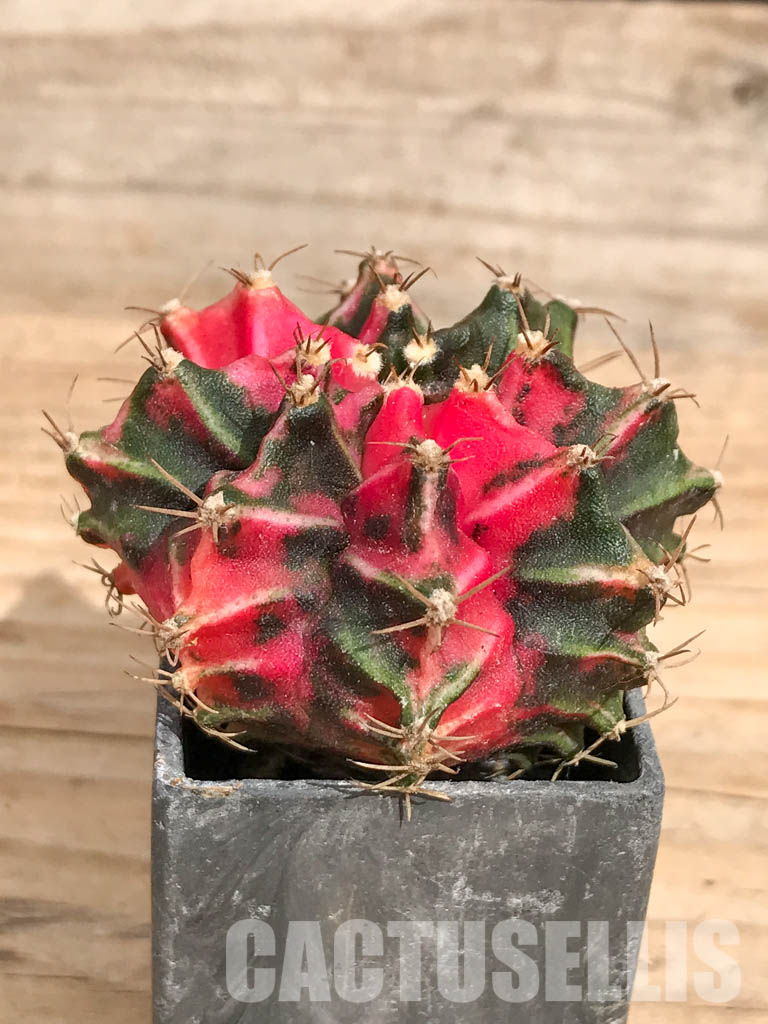 SHPR6741 Gymnocalycium mihanovichii variegated - Image 2