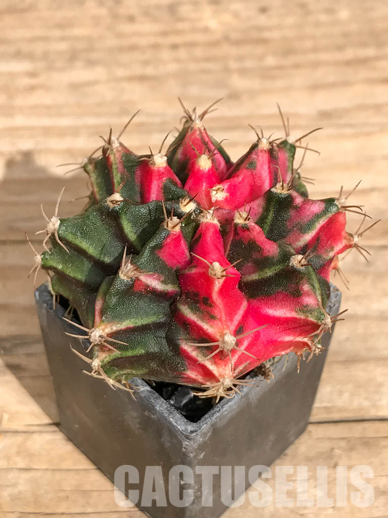 SHPR6741 Gymnocalycium mihanovichii variegated - Image 3