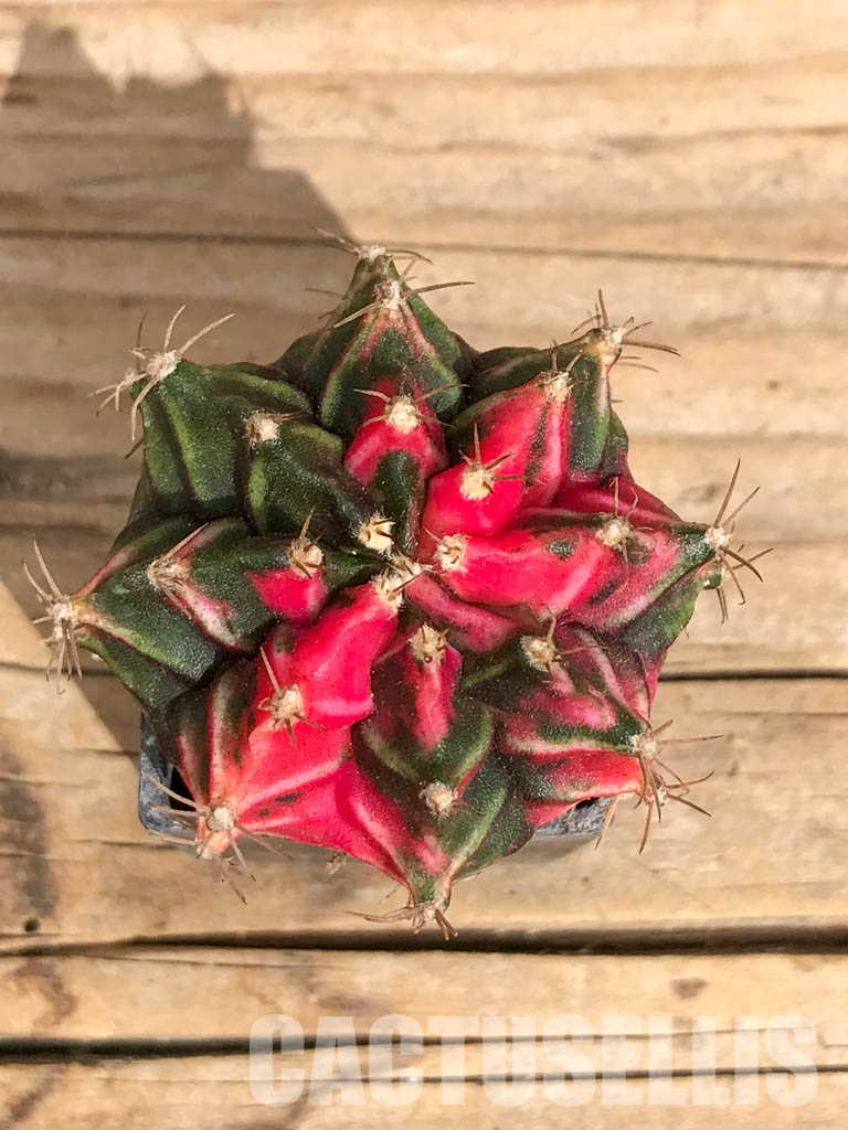 SHPR6741 Gymnocalycium mihanovichii variegated