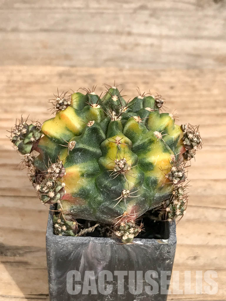 SHPR6743 Gymnocalycium mihanovichii 'Root Beer' variegated - immagine 2