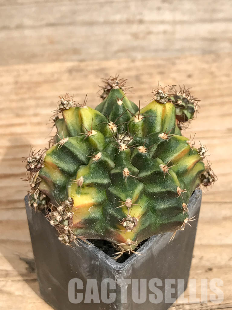 SHPR6743 Gymnocalycium mihanovichii 'Root Beer' variegated - immagine 3