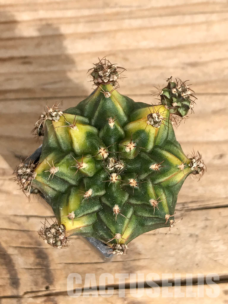 SHPR6743 Gymnocalycium mihanovichii 'Root Beer' variegated