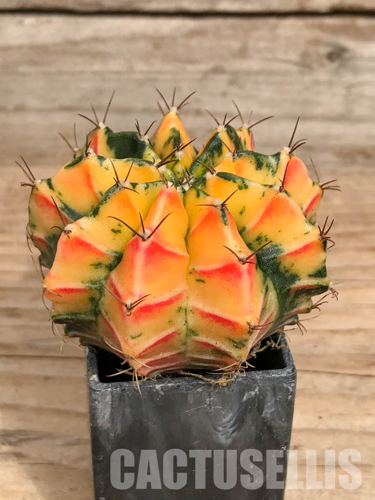 SHPR6744 Gymnocalycium mihanovichii variegated - Image 2