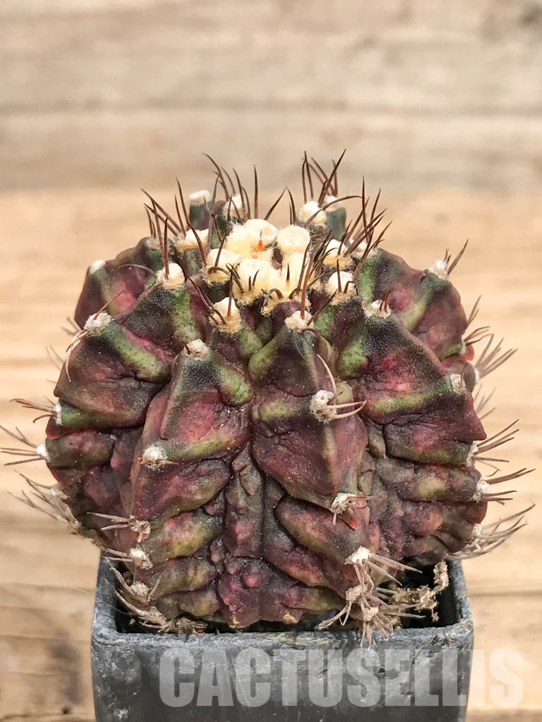 SHPR6745 Gymnocalycium mihanovichii ‘T-rex’ hybrid variegated - Image 2