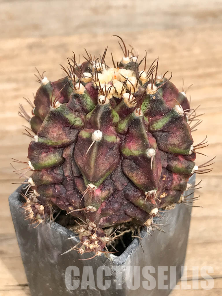 SHPR6745 Gymnocalycium mihanovichii ‘T-rex’ hybrid variegated - Image 3