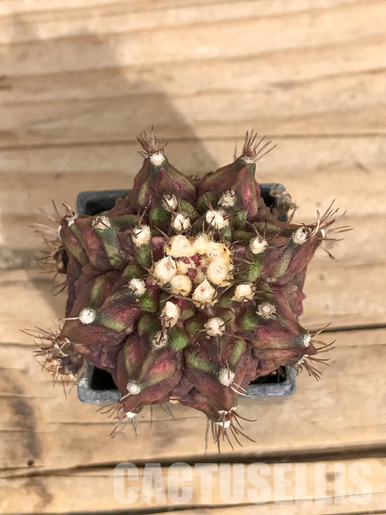 SHPR6745 Gymnocalycium mihanovichii ‘T-rex’ hybrid variegated