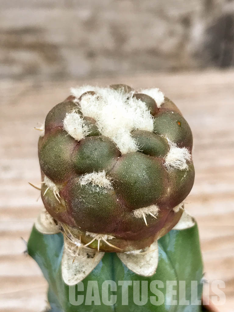 SHPR6753 Cintia knizei 50 622, Padcoyo, Bolivia