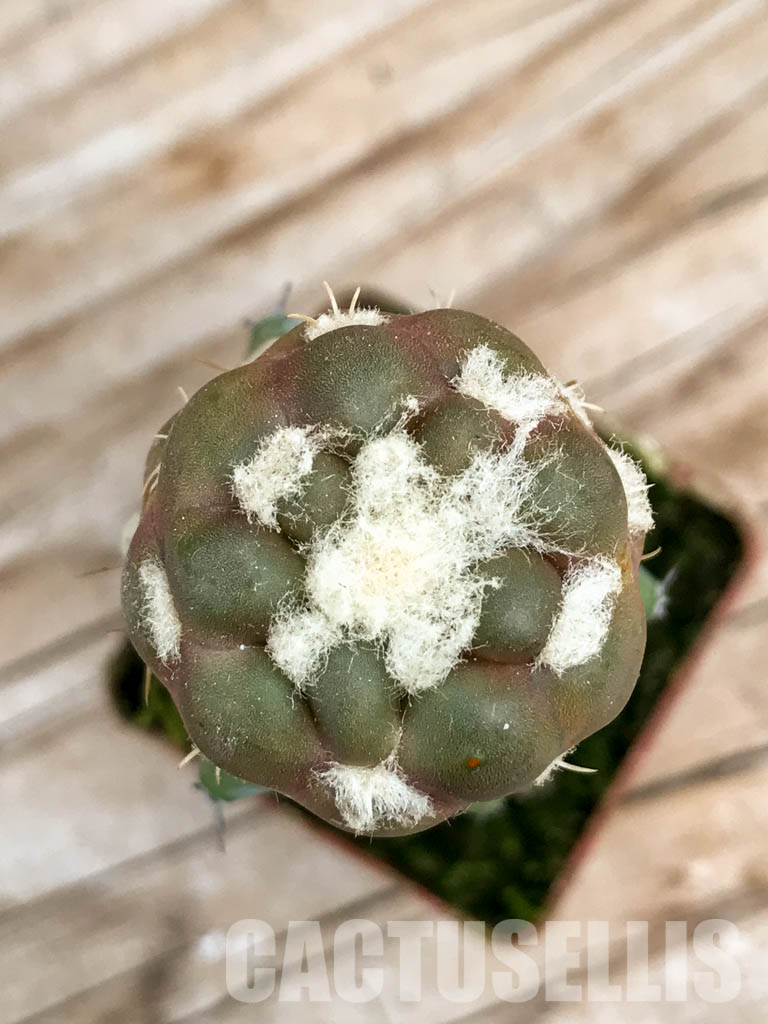 SHPR6753 Cintia knizei 50 622, Padcoyo, Bolivia - Image 3