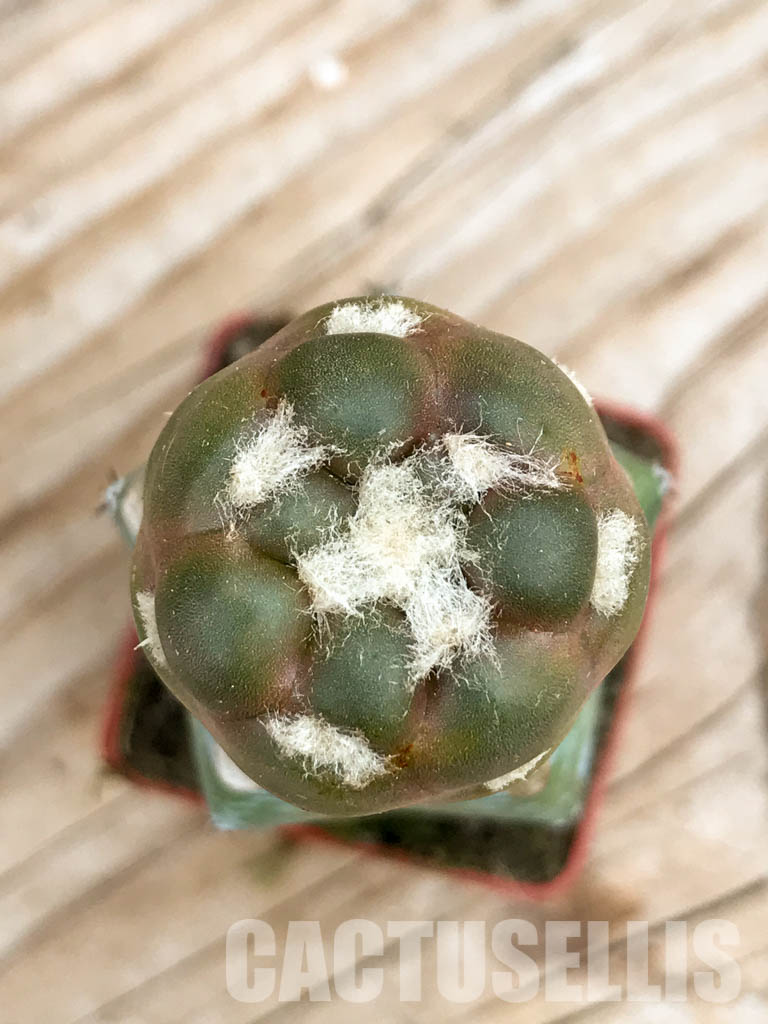 SHPR6753 Cintia knizei 50 622, Padcoyo, Bolivia - Image 4