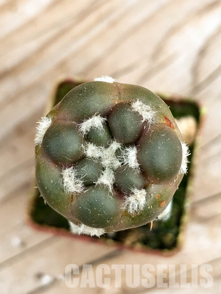 SHPR6753 Cintia knizei 50 622, Padcoyo, Bolivia - Image 5