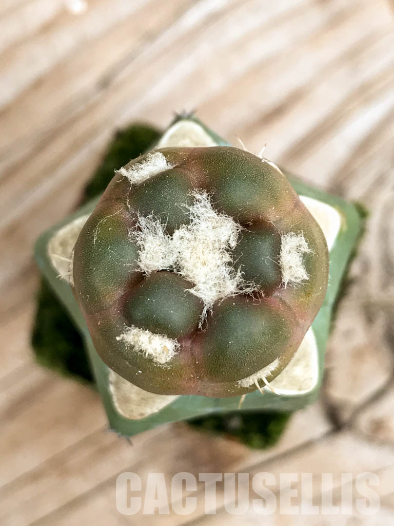 SHPR6753 Cintia knizei 50 622, Padcoyo, Bolivia - Image 6