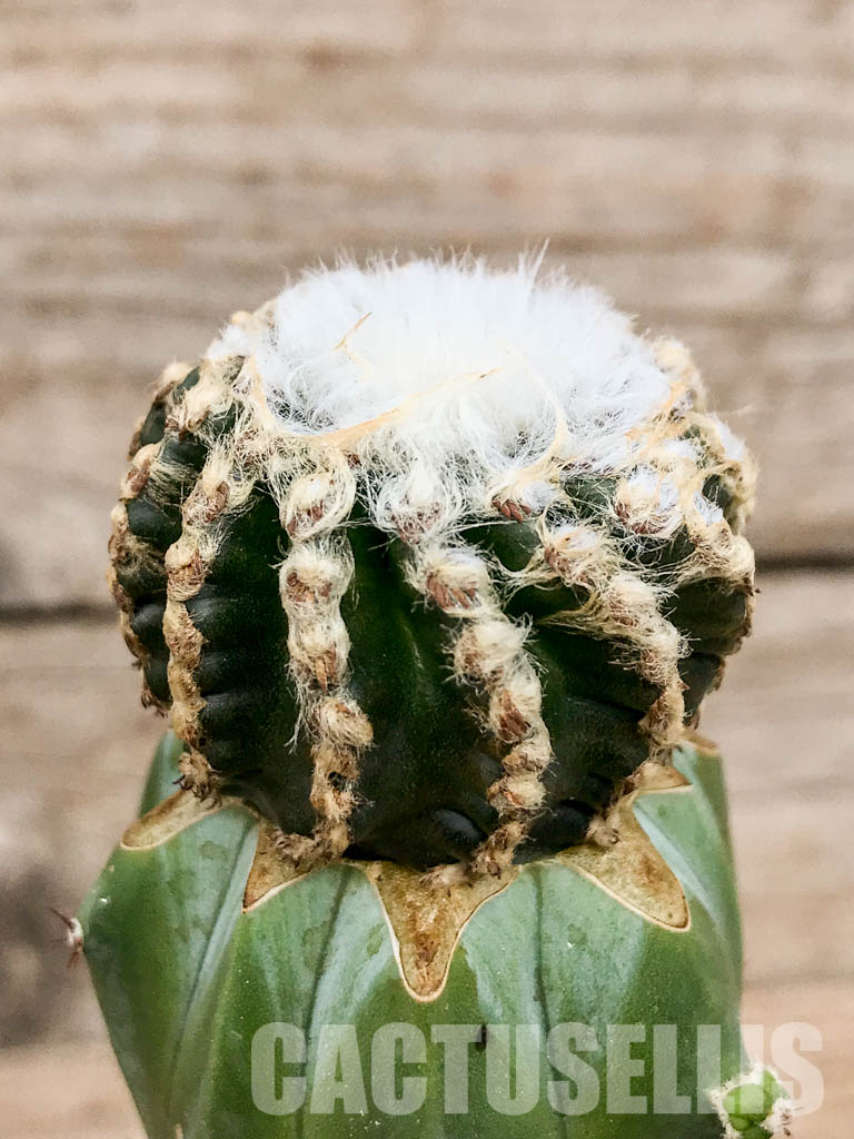 SHPR6755 Discocactus horstii MH611, North-west of Grao Mogol, Serra do Barão, northern Minas Gerais, Brazil - Image 2