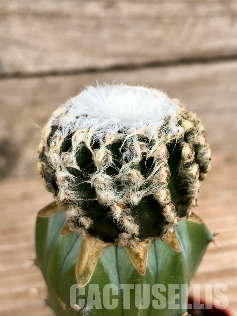 SHPR6755 Discocactus horstii MH611, North-west of Grao Mogol, Serra do Barão, northern Minas Gerais, Brazil - Image 3