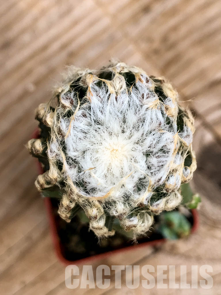 SHPR6755 Discocactus horstii MH611, North-west of Grao Mogol, Serra do Barão, northern Minas Gerais, Brazil - Image 4