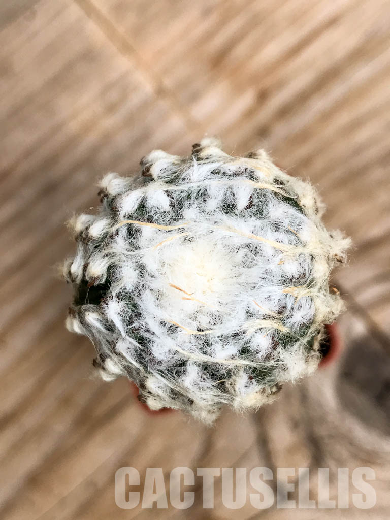 SHPR6755 Discocactus horstii MH611, North-west of Grao Mogol, Serra do Barão, northern Minas Gerais, Brazil - Image 5