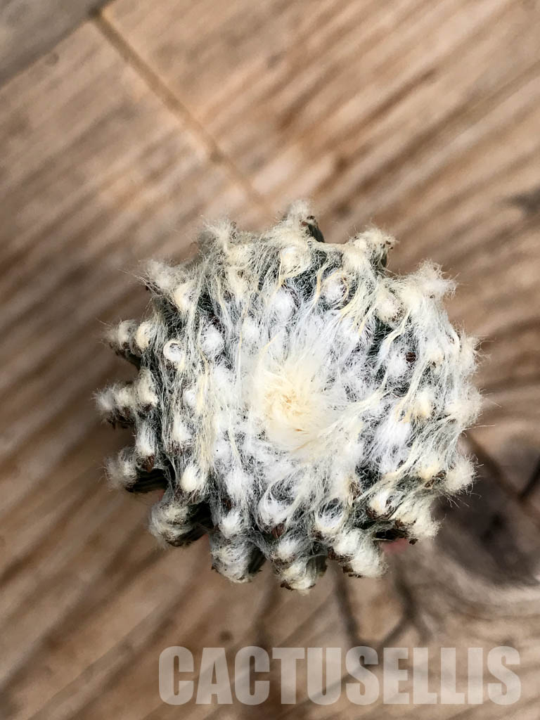 SHPR6755 Discocactus horstii MH611, North-west of Grao Mogol, Serra do Barão, northern Minas Gerais, Brazil