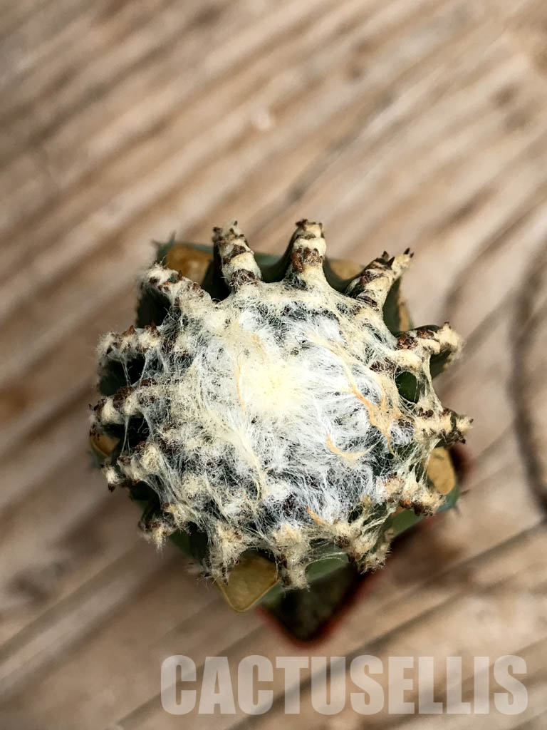 SHPR6755 Discocactus horstii MH611, North-west of Grao Mogol, Serra do Barão, northern Minas Gerais, Brazil - Image 7