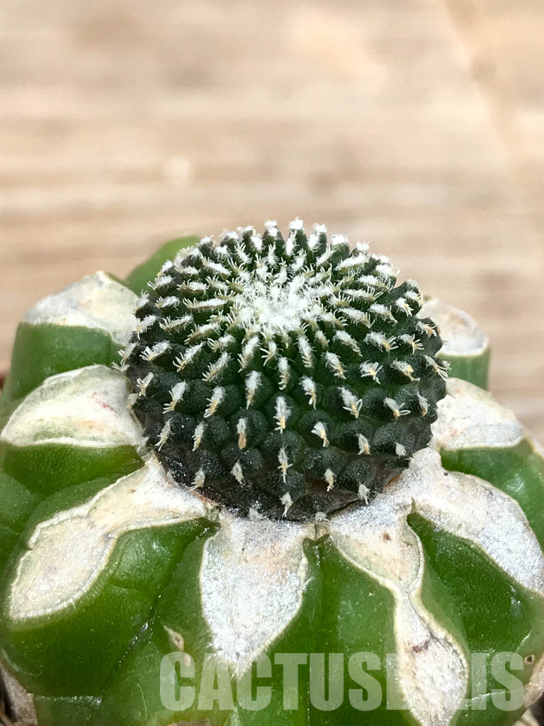 SHPR6757 Pelecyphora inermis aselliformis