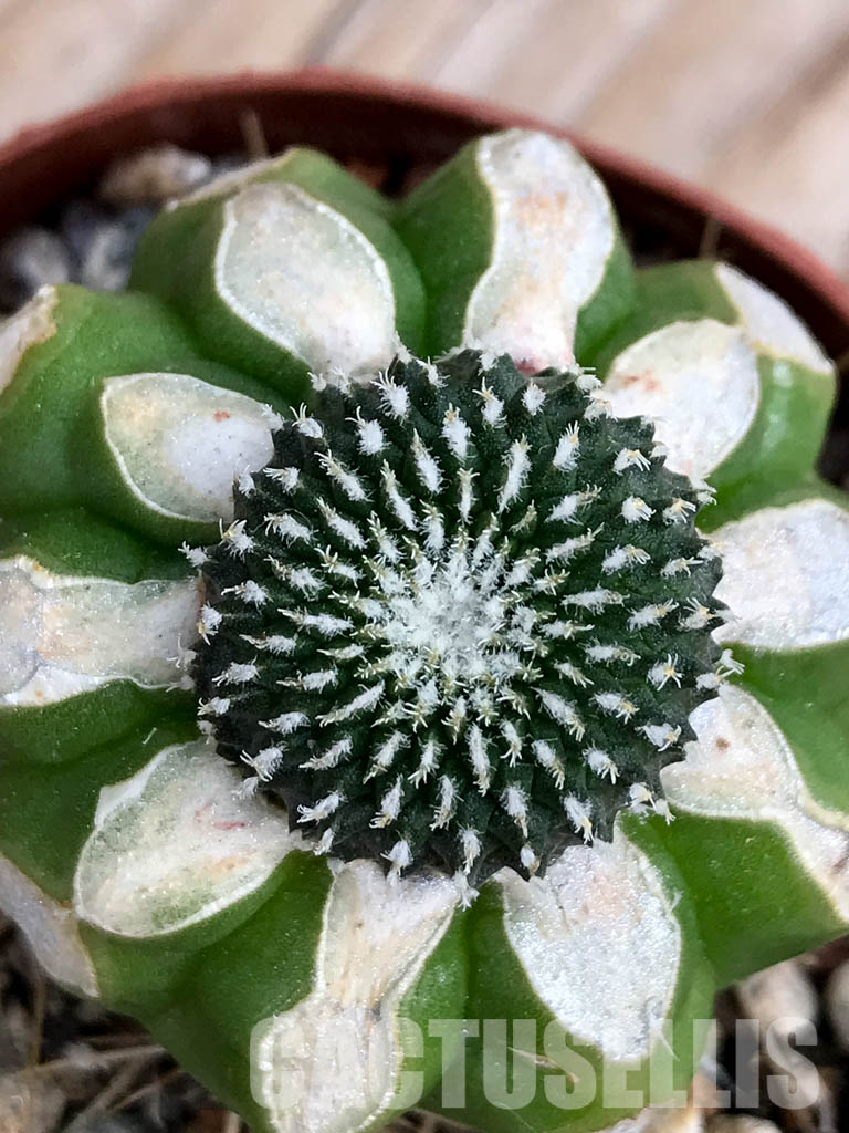 SHPR6757 Pelecyphora inermis aselliformis - Image 2