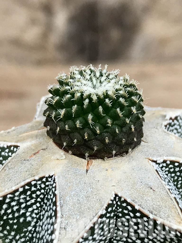 SHPR6758 Pelecyphora inermis aselliformis - Image 4