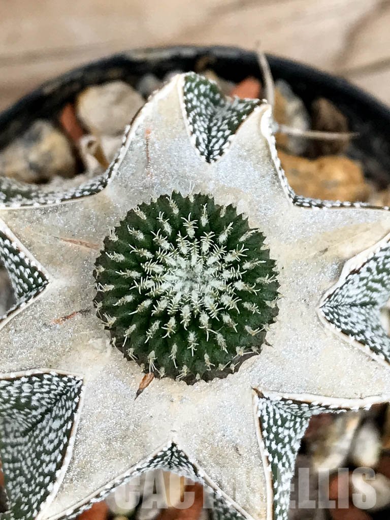 SHPR6758 Pelecyphora inermis aselliformis - Image 3