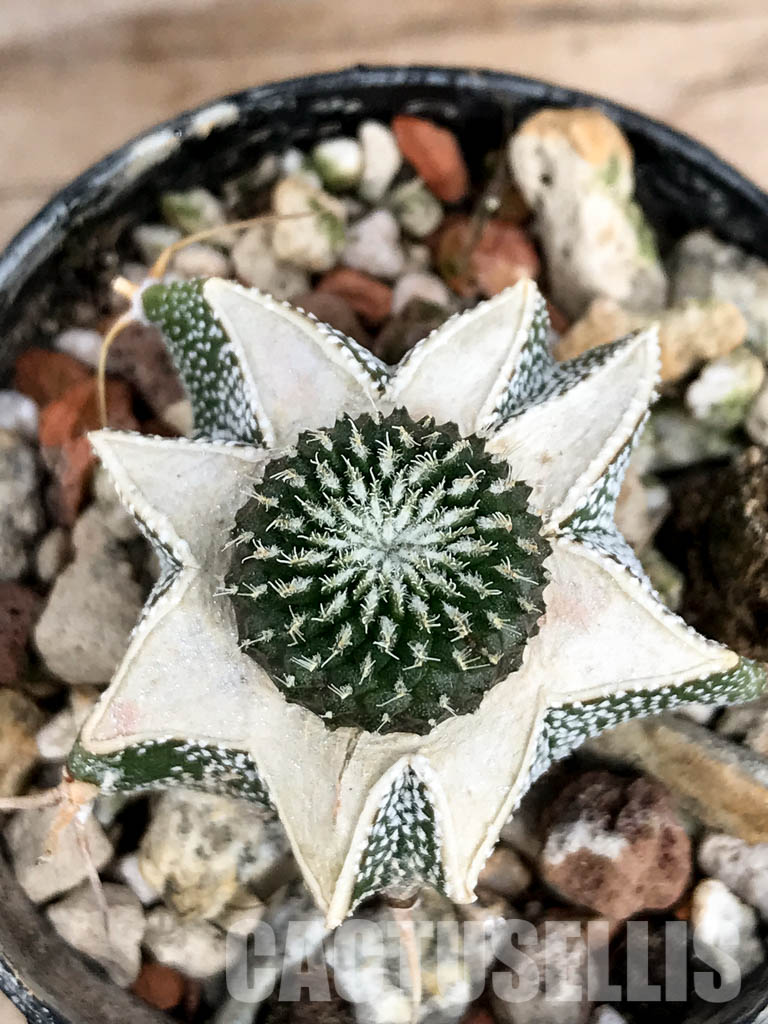 SHPR6758 Pelecyphora inermis aselliformis