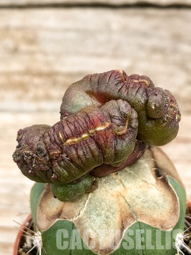 SHPR6759 Echinopsis sp. cv. "CHOCOLATE" f. mostruosa cristata - Image 2